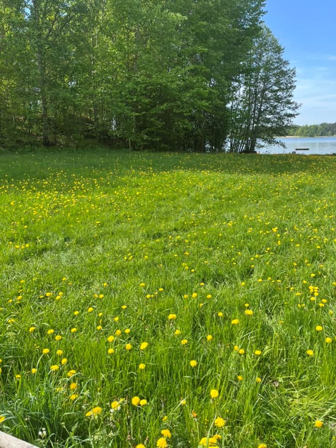 Gräsmatta före klippning