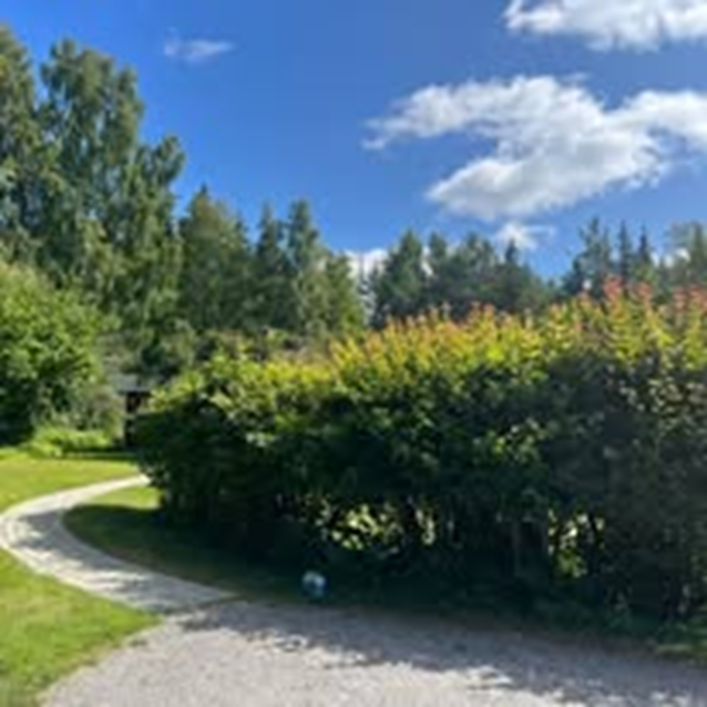 Häck före klippning