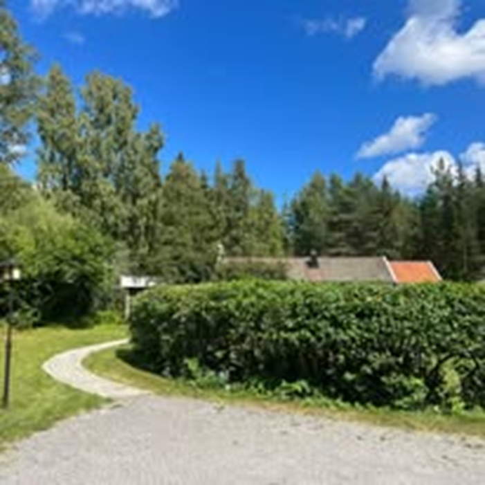 Häck efter klippning